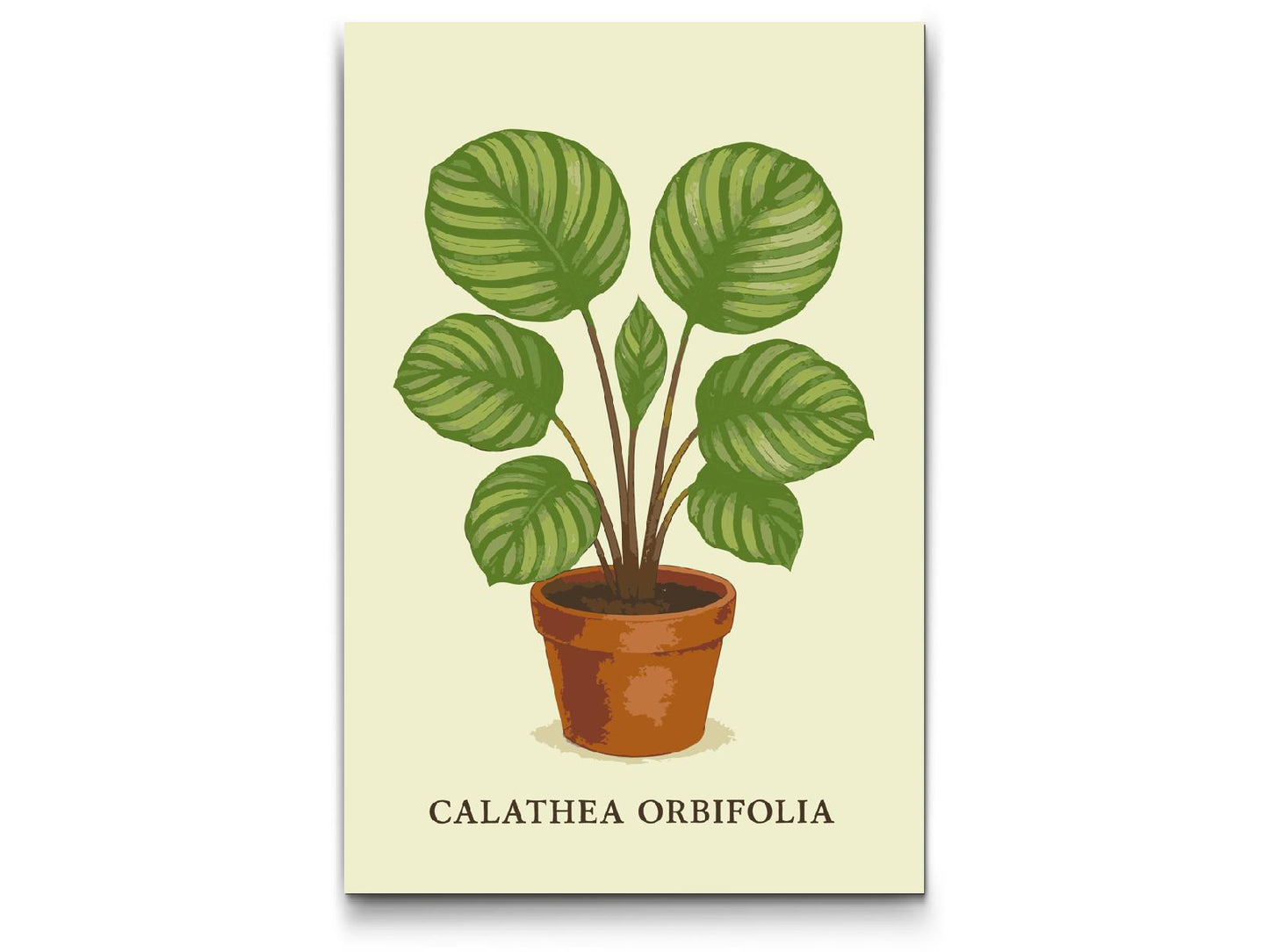 Paint by Numbers - Calathea orbifolia