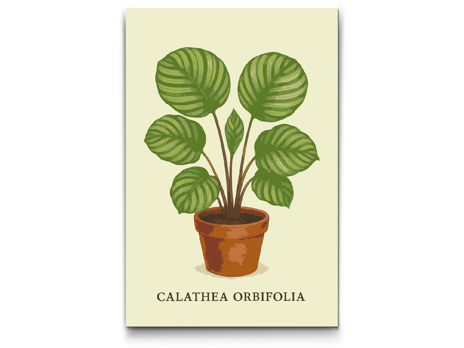 Paint by Numbers - Calathea orbifolia
