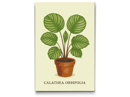 Paint by Numbers - Calathea orbifolia