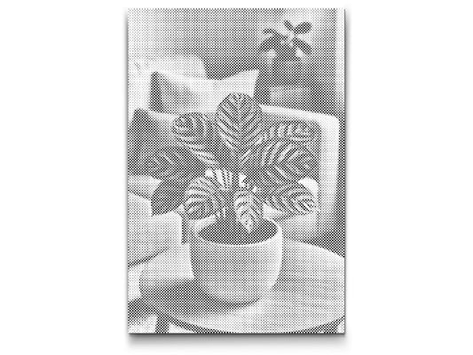 Mal-med-prikker -  Calathea