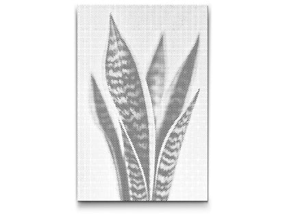 Mal-med-prikker -  Sansevieria (slangeplante)