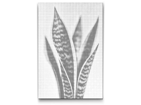Mal-med-prikker -  Sansevieria (slangeplante)
