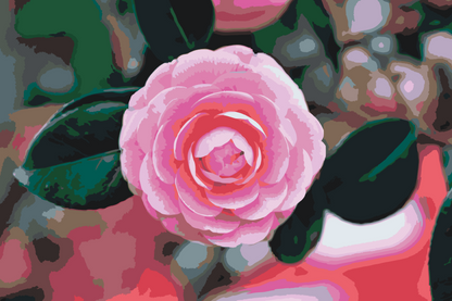 Paint by Numbers - Pink Camellia