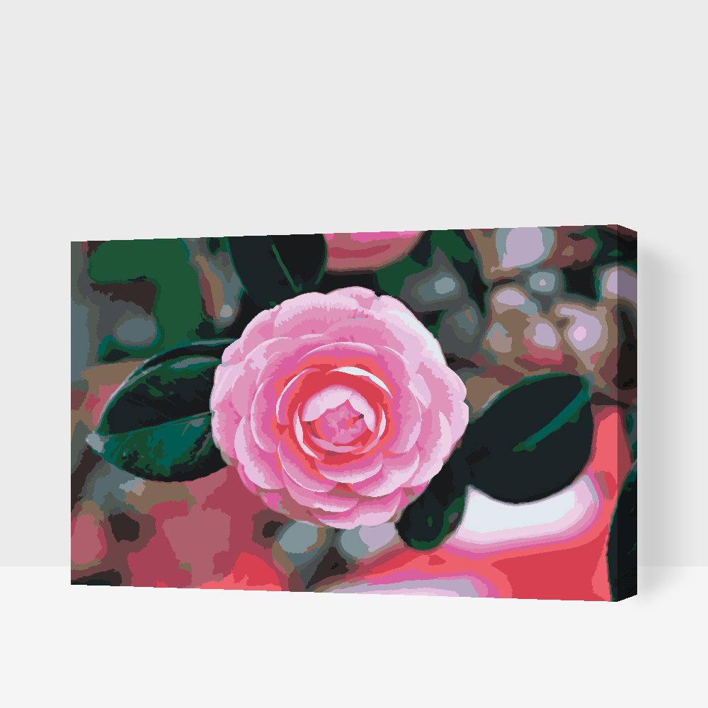 Paint by Numbers - Pink Camellia