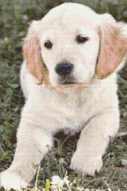 Diamond Painting - Labrador Puppy