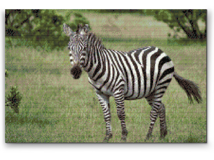 Diamond Painting - Zebra i naturen