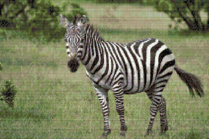 Diamond Painting - Zebra i naturen