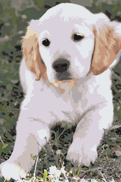 Paint by Numbers - Labrador Puppy