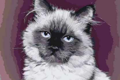 Paint by Numbers - Portræt af Cat
