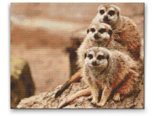 Diamond Painting - Safari Surikater