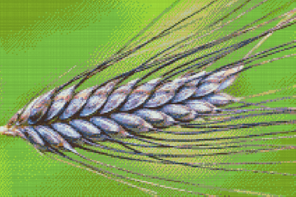 Diamond Painting - Korn