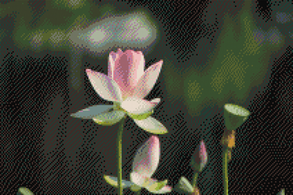 Diamond Painting - Lotusblomst