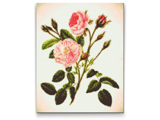 Diamond Painting - Vilde lyserøde roser