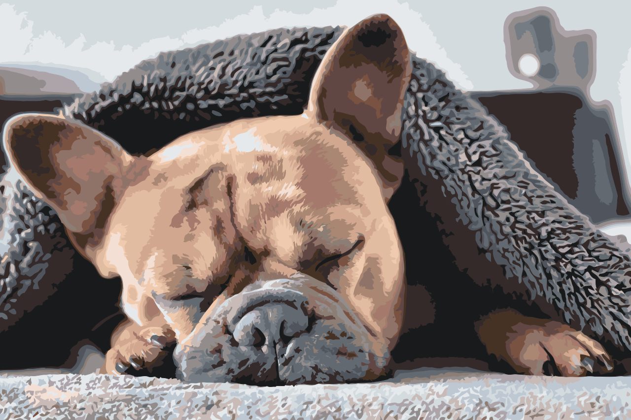 Paint by Numbers - Træt Bulldog