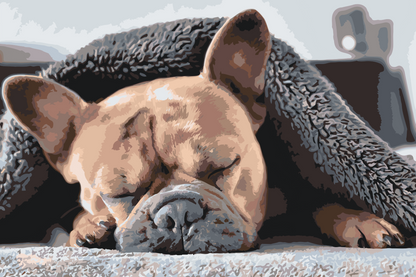 Paint by Numbers - Træt Bulldog