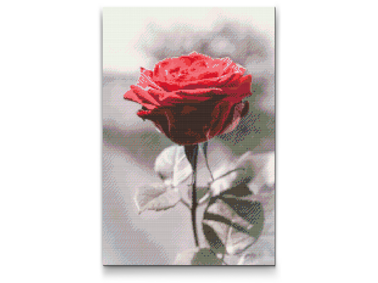 Diamond Painting - Blomstrende Rose