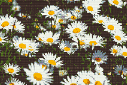 Diamond Painting - Margueritter på engen