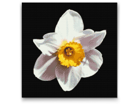Diamond Painting - Narcissusblomst