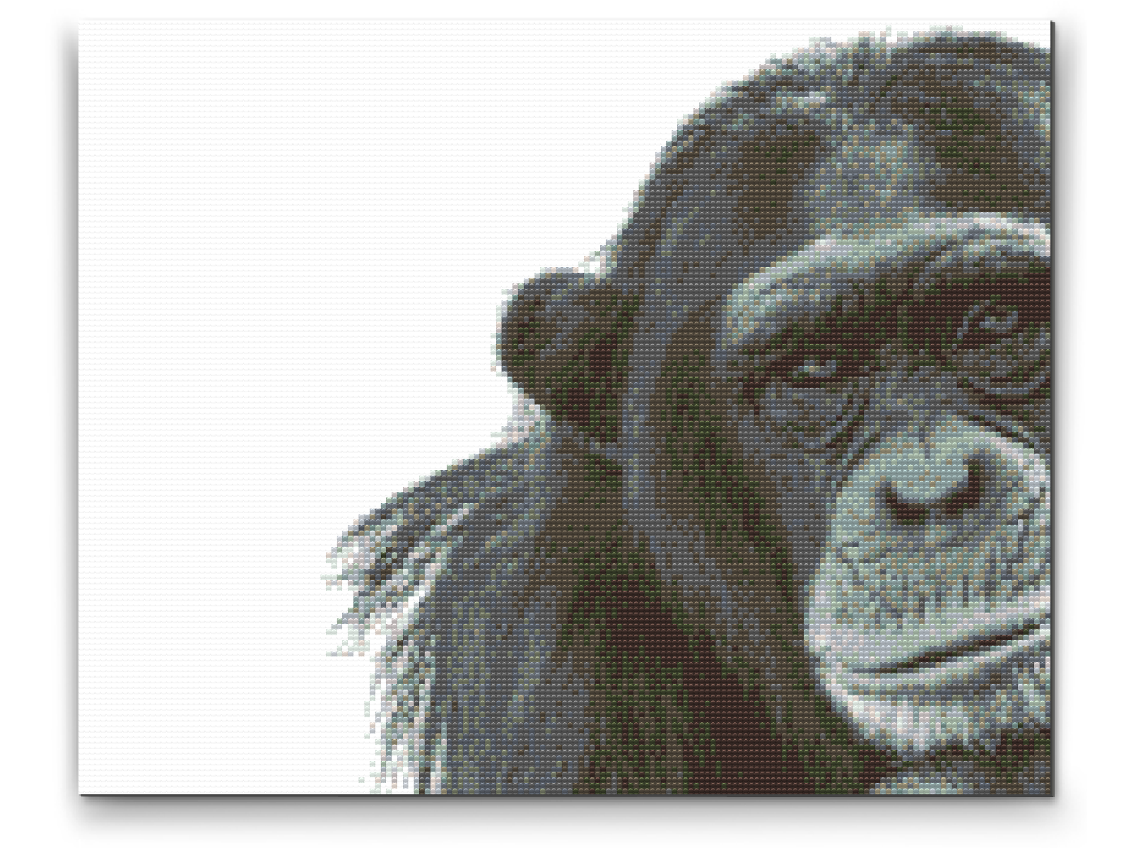 Diamond Painting - Chimpanse