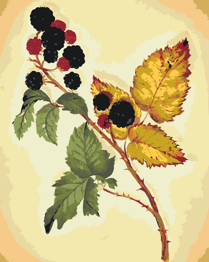 Paint by Numbers - Vintage Blackberry