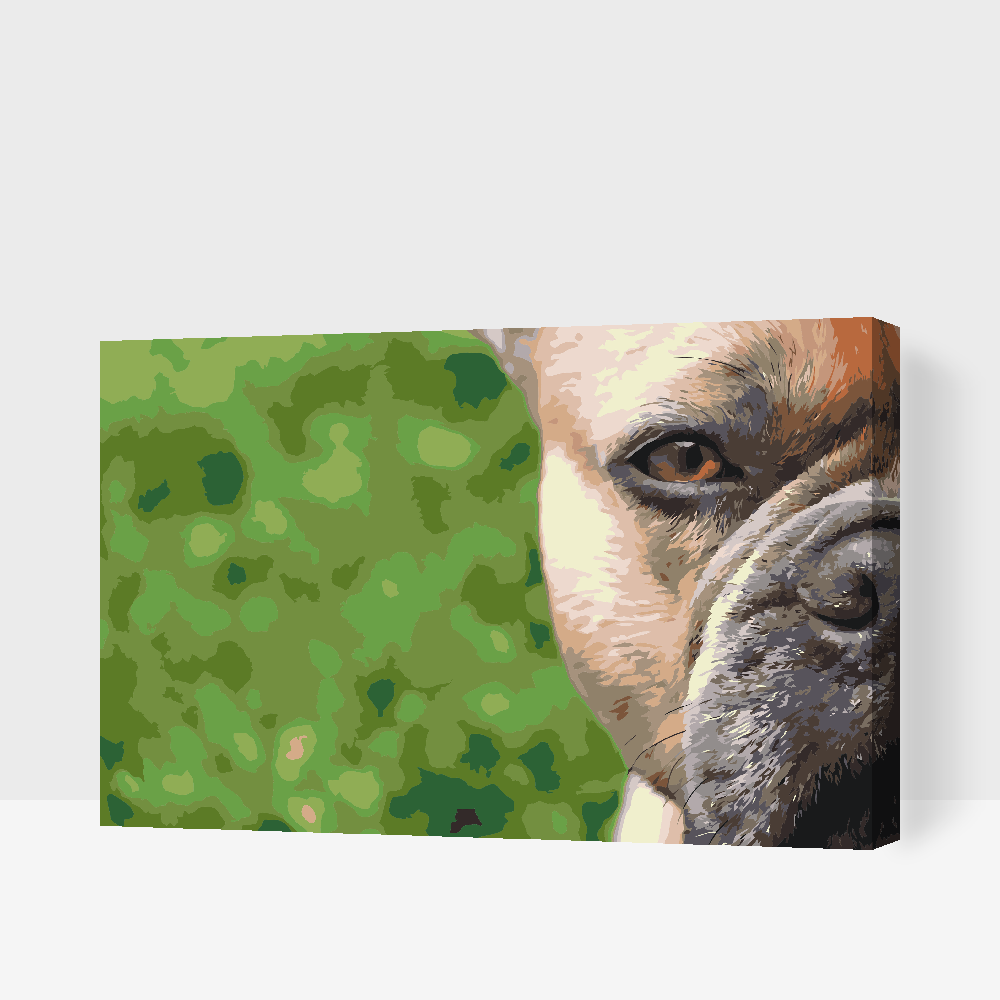 Paint by Numbers - Fransk bulldog i haven