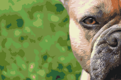 Paint by Numbers - Fransk bulldog i haven