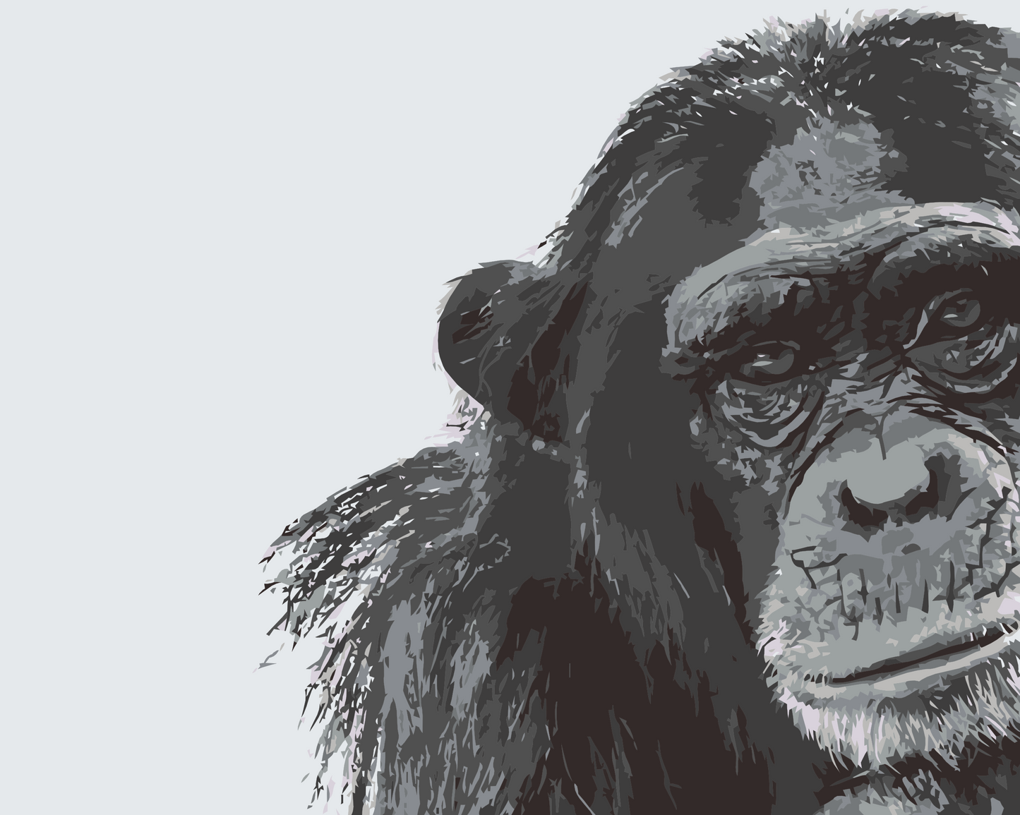Paint by Numbers - Chimpanse