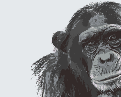Paint by Numbers - Chimpanse