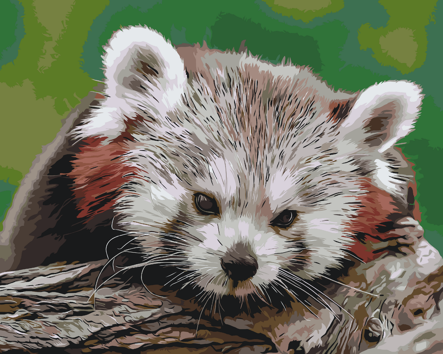Paint by Numbers - Red Panda