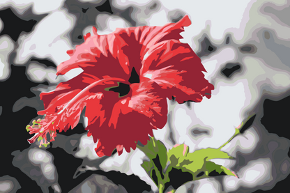 Paint by Numbers - Rød blomst i grå baggrund