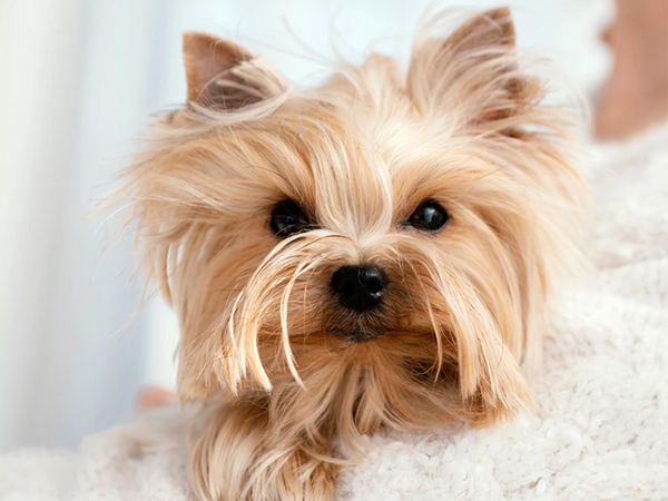 Eget foto eksempel godt 1